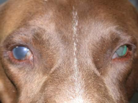  Cane con  protesi occhio destro